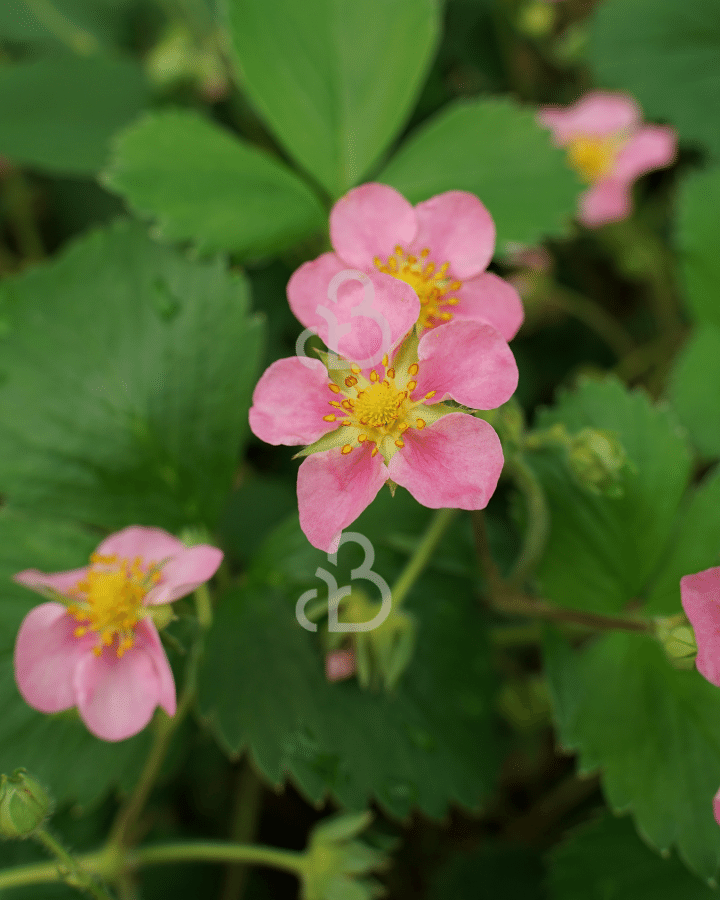 Fragaria 'Frel' | Bosaardbei | Vaste plant