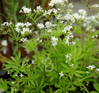 Galium odoratum | Lieve vrouwenbedstro | Vaste plant