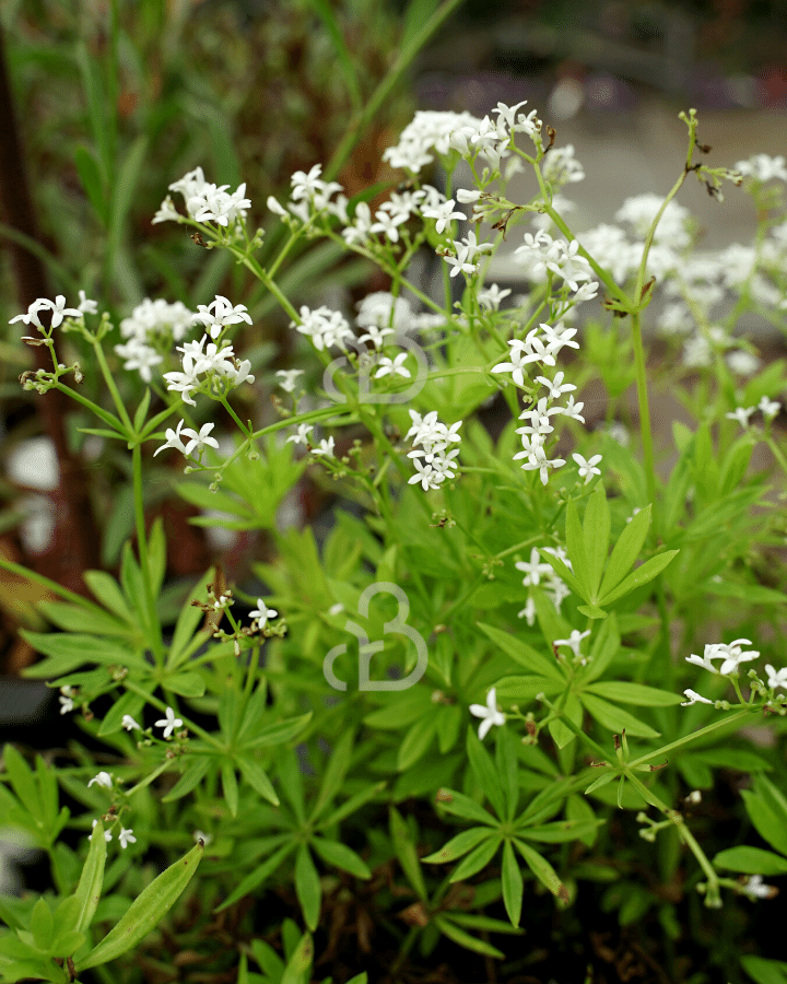 Galium odoratum | Lieve vrouwenbedstro | Vaste plant