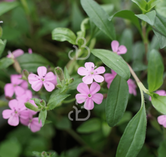 Saponaria ocymoides | Zeepkruid | Vaste plant