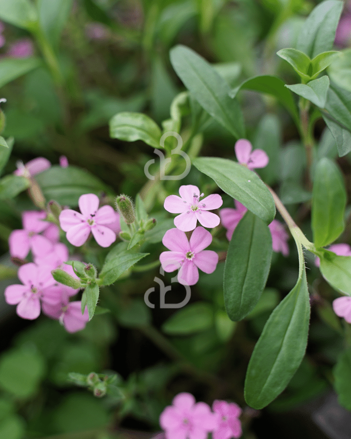 Saponaria ocymoides | Zeepkruid | Vaste plant