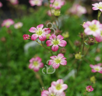Saxifraga (A) 'Peter Pan' | Steenbreek | Vaste plant