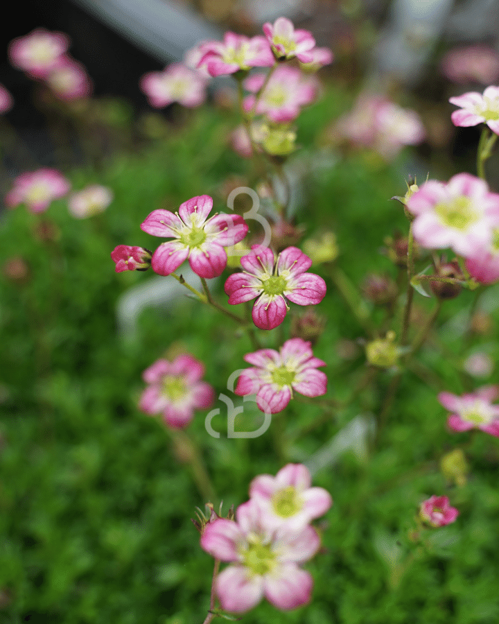 Saxifraga (A) 'Peter Pan' | Steenbreek | Vaste plant