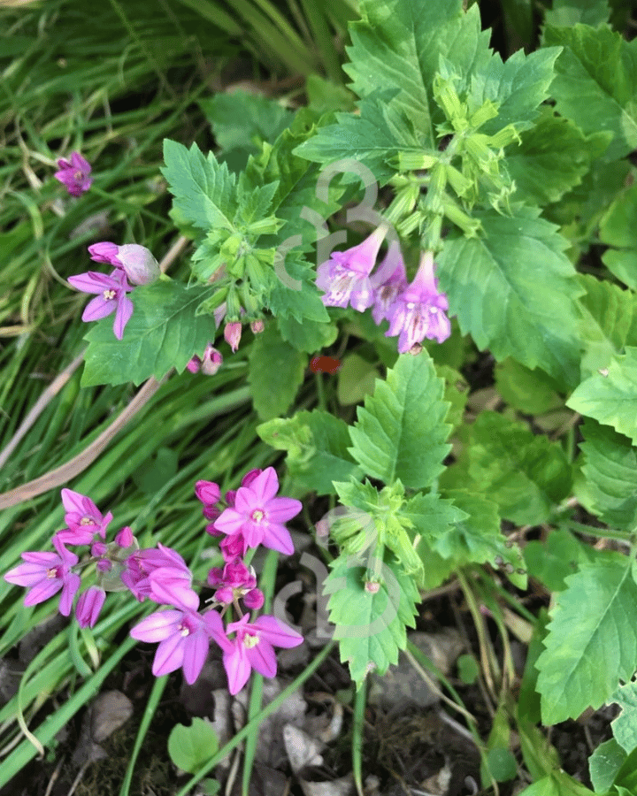 Calamintha grandiflora | Steentijm | Vaste plant