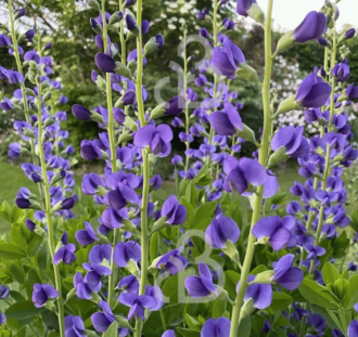 Baptisia australis | Valse Indigo | Vaste plant