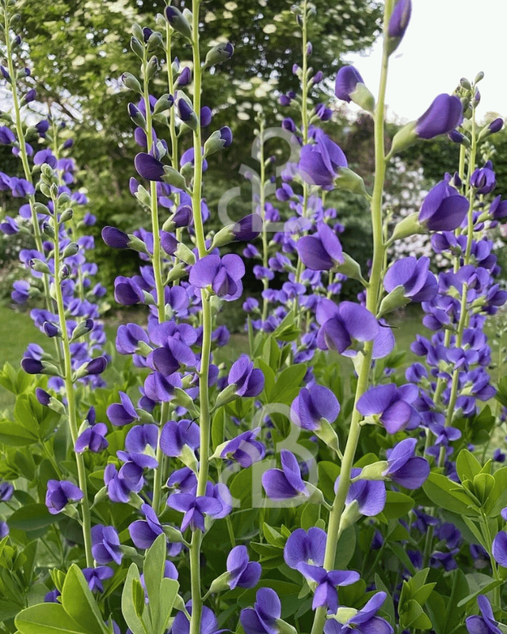 Baptisia australis | Valse Indigo | Vaste plant