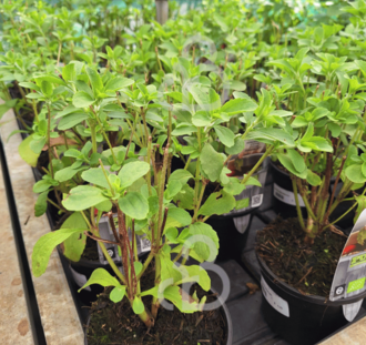 Stevia rebaudianum | Honingblad | Kruidenplant