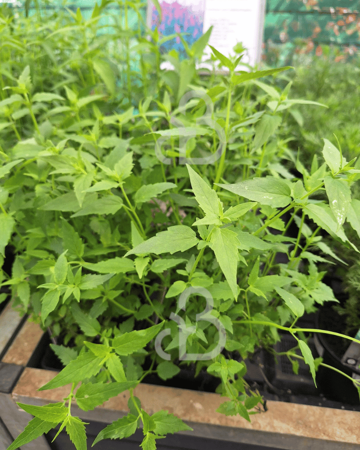 Agastache mexicana | Limonadeplant | Kruidenplant