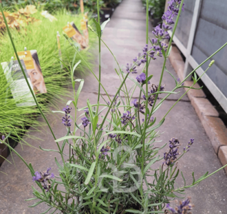 Lavandula ang. 'Forever Blue' | Lavendel | Kruidenplant