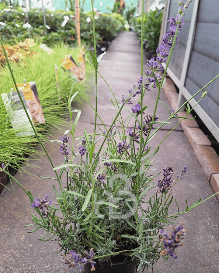 Lavandula ang. 'Forever Blue' | Lavendel | Kruidenplant