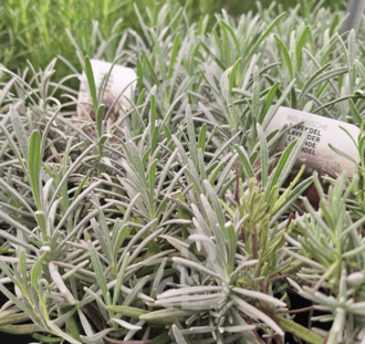 Lavandula intermedia 'Vera' | Lavendel | Kruidenplant