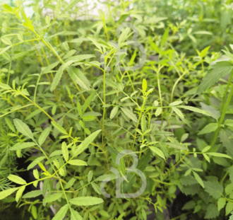 Tagetes lemmonii | Citroenafrikaantje | Kruidenplant