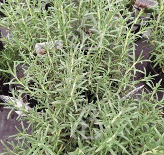 Rosmarinus off. 'Blue Winter' | Rozemarijn | Kruidenplant