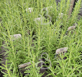 Rosmarinus officinalis | Rozemarijn | Kruidenplant