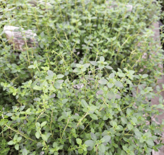 Thymus citr. 'Lemon Green' | Groenbladige Citroentijm | Vaste plant