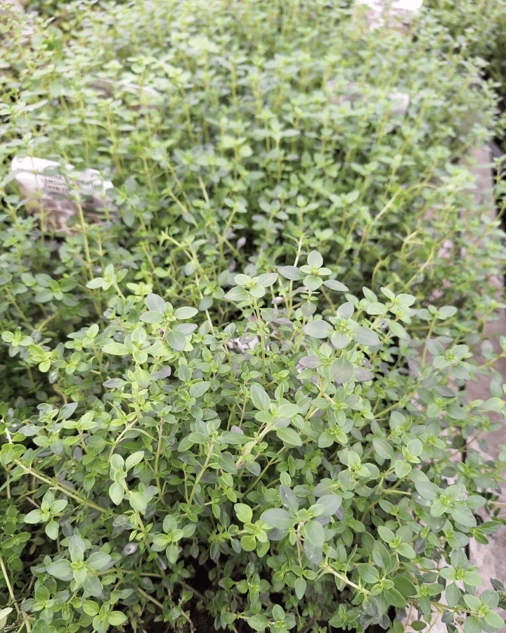 Thymus citr. 'Lemon Green' | Groenbladige Citroentijm | Vaste plant