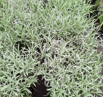Helichrysum italicum Silberzwerg | Kerrieplant | Kruidenplant