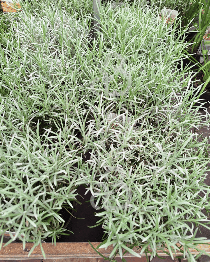 Helichrysum italicum Silberzwerg | Kerrieplant | Kruidenplant