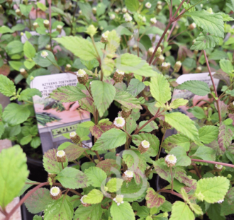 Lippia dulcis | Zoetstofplantje | Kruidenplant