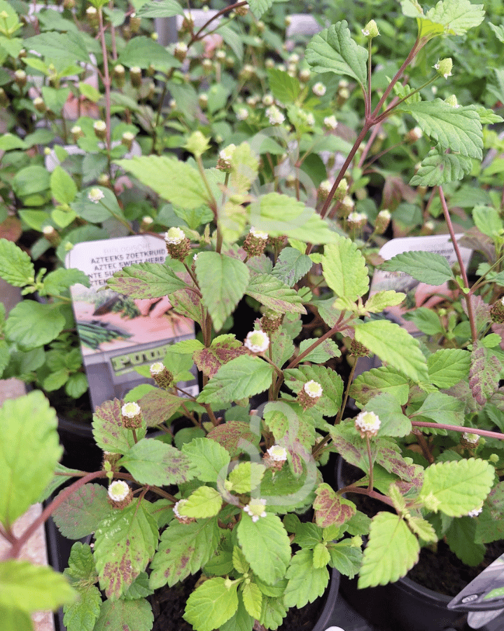 Lippia dulcis | Zoetstofplantje | Kruidenplant