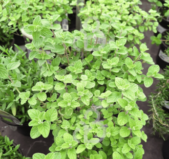 Origanum majorana | Marjolein | Kruidenplant