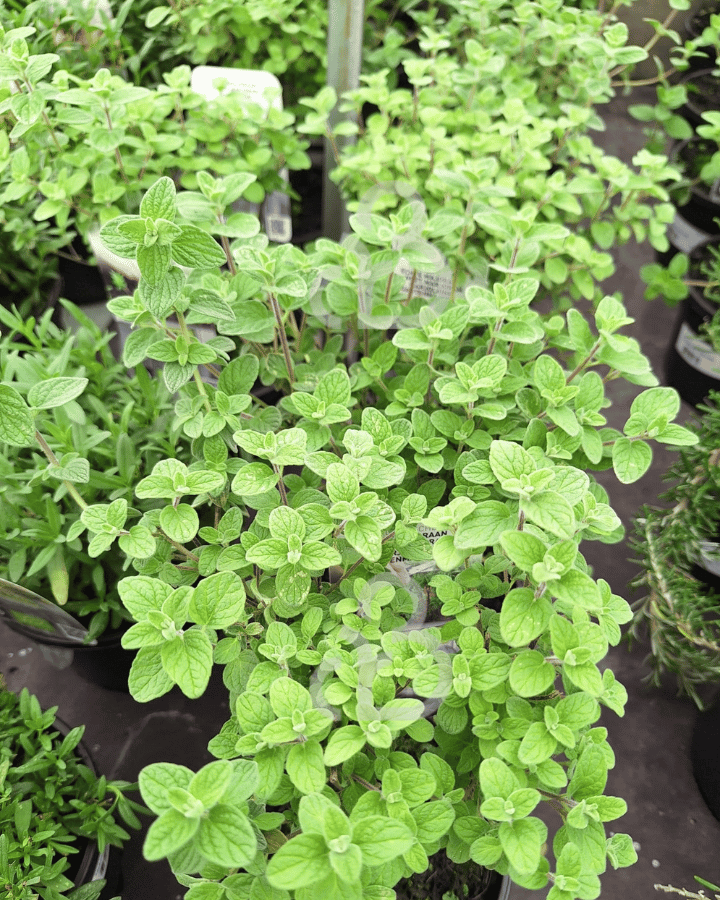 Origanum majorana | Marjolein | Kruidenplant