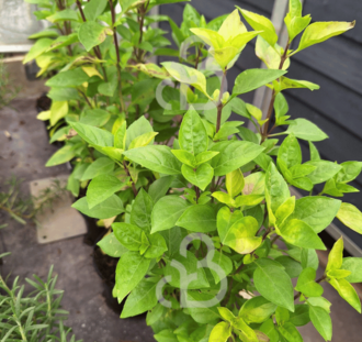 Ocimum basilicum 'Coldasil' | Struikbasilicum | Kruidenplant