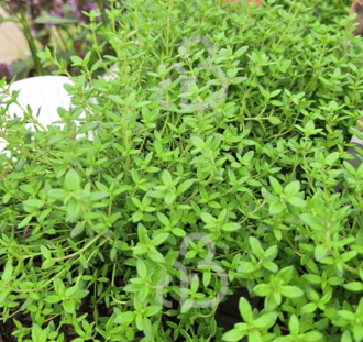Thymus vulgaris 'Compactus' | Keukentijm | Kruidenplant