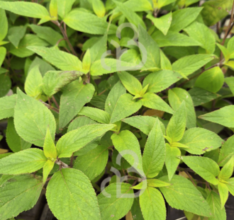 Salvia elegans | Honingmeloensalie | Kruidenplant