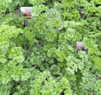 Petroselinum crispum | Krulpeterselie | Vaste plant