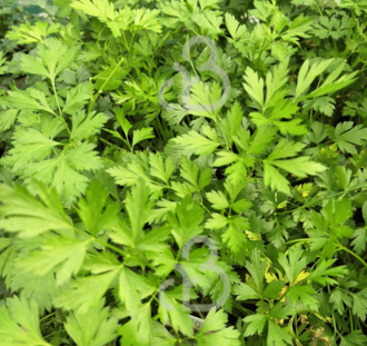 Petroselium c. Gigant d'Italia | Platte peterselie | Kruidenplant