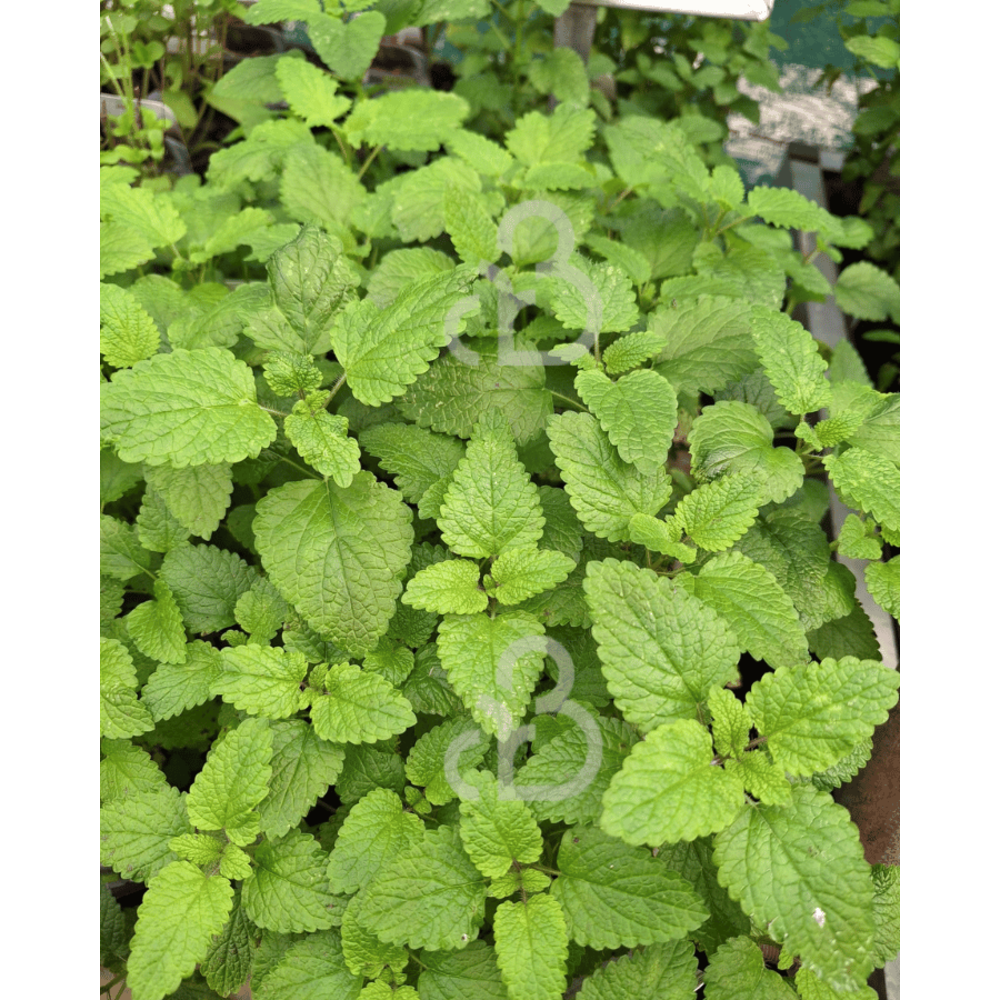 fatsia japonica planting Fatsia japonica main image 1