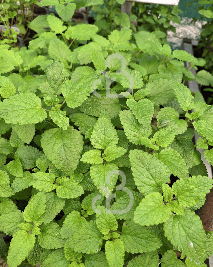 Melissa officinalis | Citroenmelisse | Vaste plant