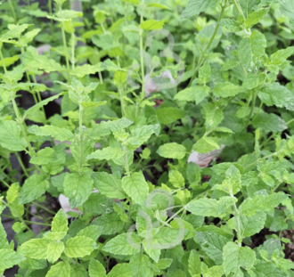 Mentha arvensis 'Strawberry' | Aardbeienmunt  | Kruidenplant
