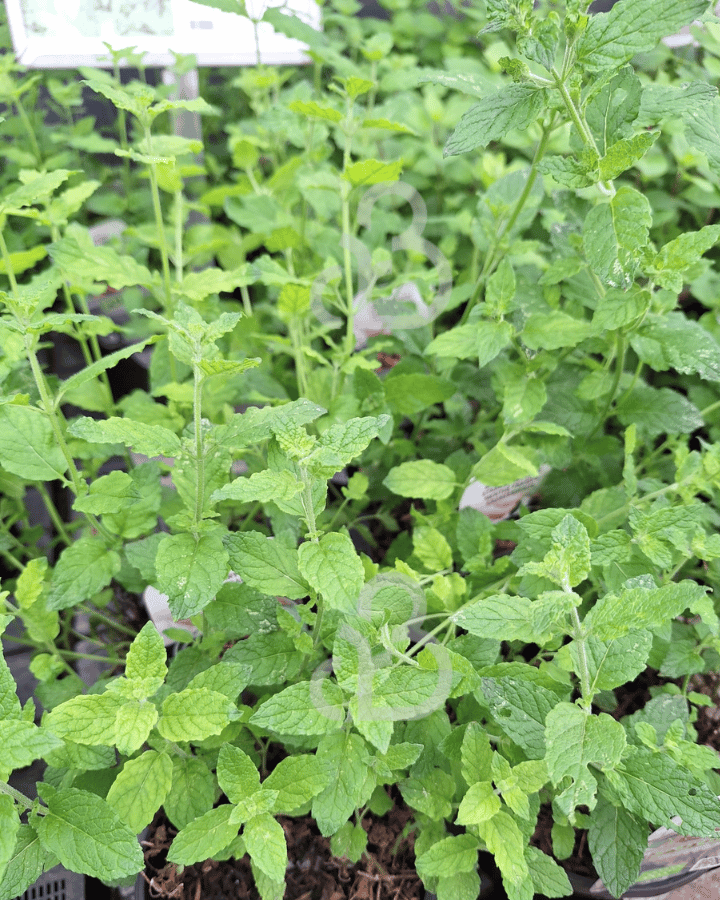 Mentha arvensis 'Strawberry' | Aardbeienmunt  | Kruidenplant