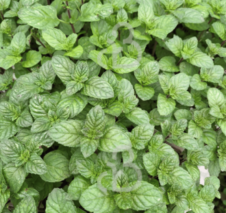 Mentha spicata 'Black Currant' | Zwarte-bessen munt | Kruidenplant