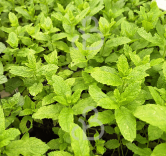 Mentha spicata 'Maroccan' | Munt | Kruidenplant