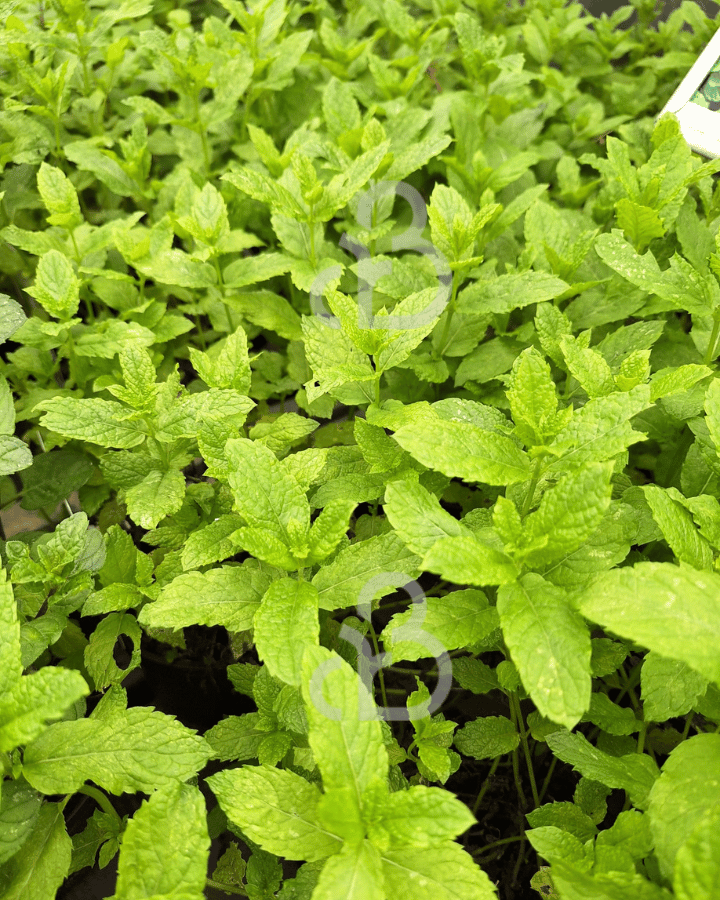 Mentha spicata 'Maroccan' | Munt | Kruidenplant