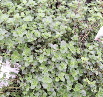 Thymus pulegioides 'Tabor' | Oregano tijm | Kruidenplant