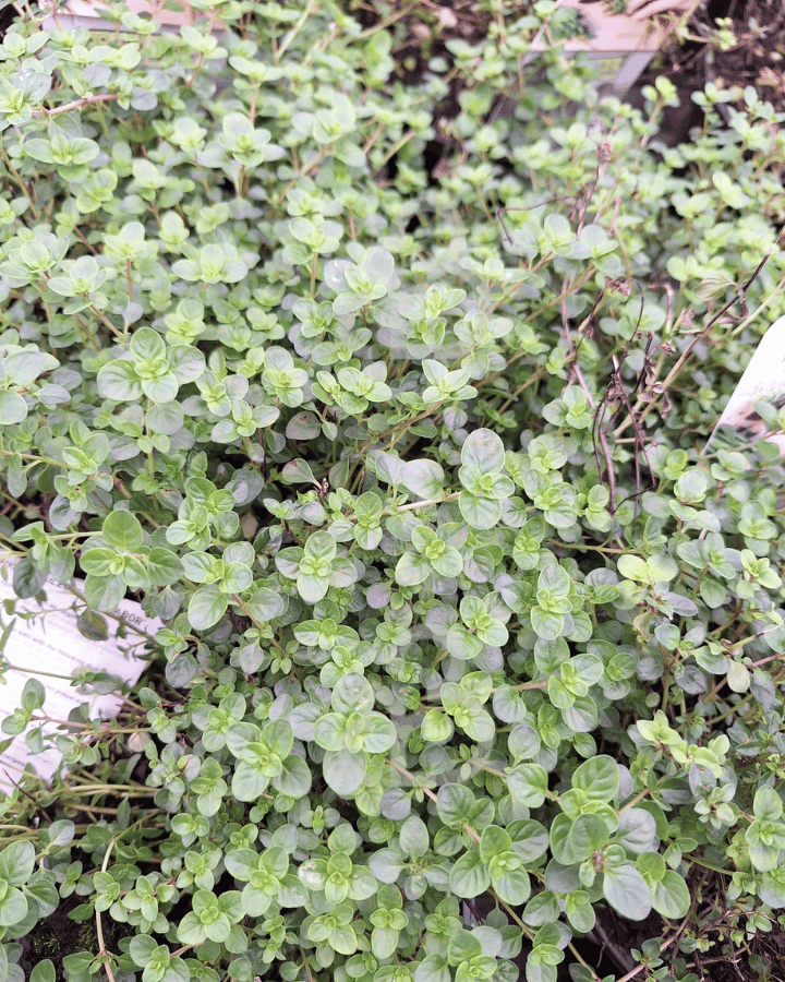 Thymus pulegioides 'Tabor' | Oregano tijm | Kruidenplant