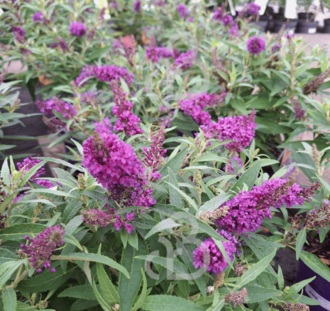 Buddleja candy 'Little Purple' | Dwergvlinderstruik | Heester
