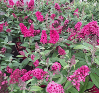 Buddleja candy 'Little Ruby' | Dwergvlinderstruik | Heester