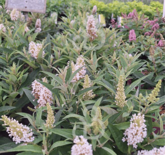 Buddleja candy 'Little White' | Dwergvlinderstruik | Heester