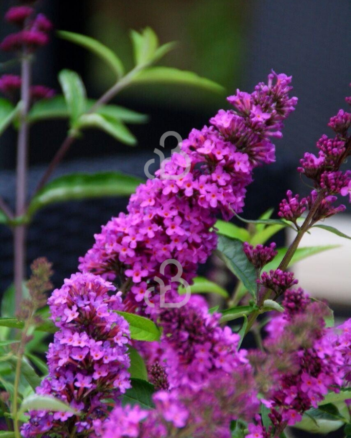 Buddleja 'Free Petit Tutti Fruttii' | Vlinderstruik | Heester