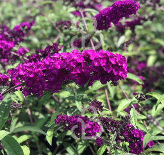 Buddleja dav. 'Royal Red' | Vlinderstruik  | Heester