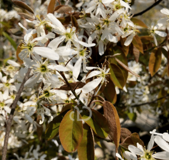 Amelanchier lamarckii | Krentenboompje | Heester