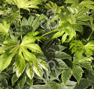 Fatsia japonica | Vingerplant | Heester