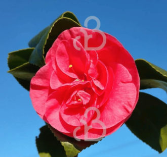 Camellia japonica' Lady Campbell' | Japanse roos | Heester