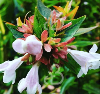 Abelia grandiflora 'Kaleidoscope' | Abelia | Heester