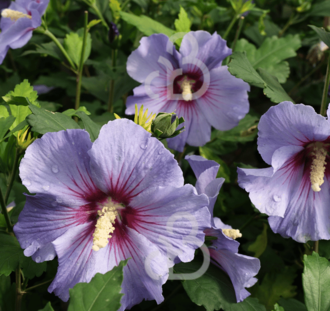 Hibiscus syr. 'Oiseau Bleu' | Chinese roos | Althaestruik  | Heester